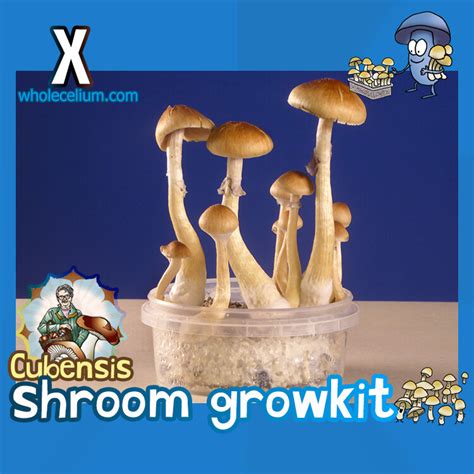 Purchase mushroom kits for growing magic mushrooms